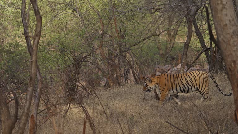 A tigress Bengal Tiger female walking in the woods of Indian forest