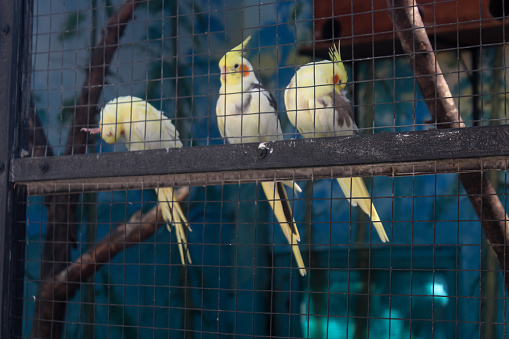 The Australian parakeet, Cockatiel (Nymphicus hollandicus) is a medium-sized parrot that is a member of a branch of the cockatoo family endemic to Australia