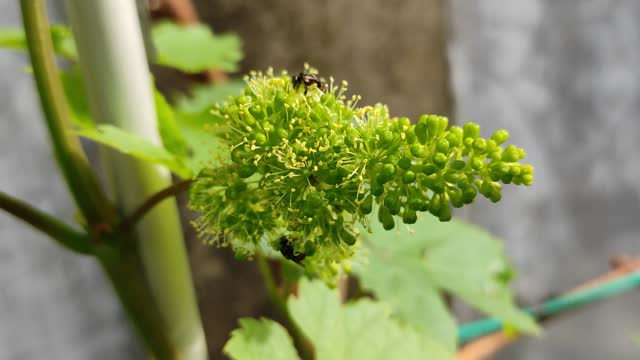 small insects are pollinating grape flowers