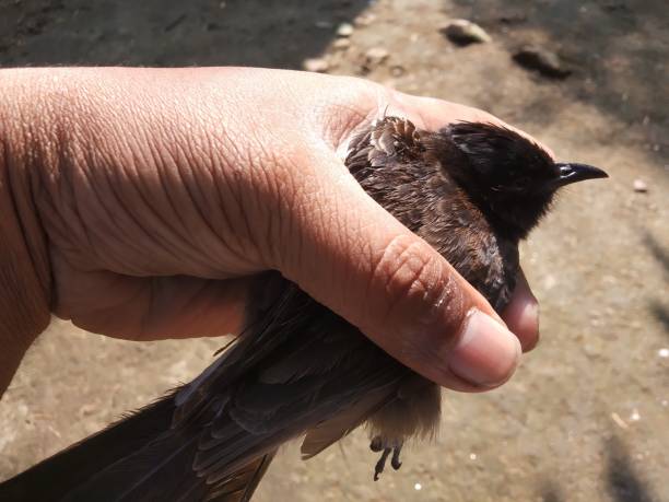 istock A black bulbuli get trapped and now free to fly. 1916396738