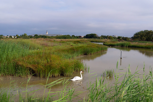 Tasdon swamp Nature Reserve in La Rochelle city. Charente Maritime coast