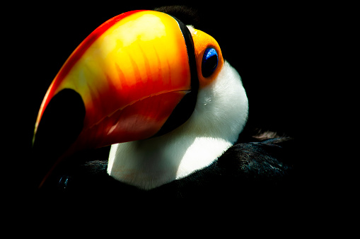portrait of the face of a Toucan Ramphastos toco bird