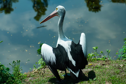 Pelican or Pelecanus conspicillatus bird are flapping their wings on the edge of the lake