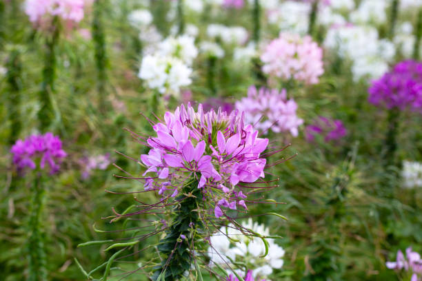 istock Cleome spinosa flower in the park 1916429246