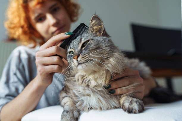 istock domestic cat grooming 1916429380