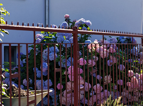 Bushes of profusely blooming blue and pink hydrangeas behind an iron fence