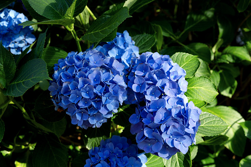 Inflorescences of blue hydrangea among green leaves close-up