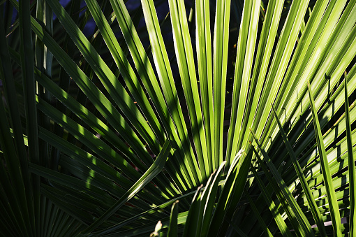 Big green palm tree leaf with black dark shadow textured background. Concept tropical natural backdrop.