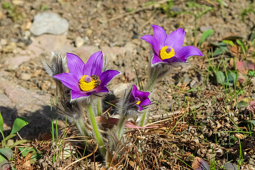 Closeup of bunch of blooming Haller's pasqueflowers with small cute bee on one of flower on a sunny day as a natural springtime background
