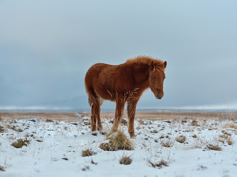 Brown Icelandic horse during winter day in nature. Photographed in medium format. Copy space.