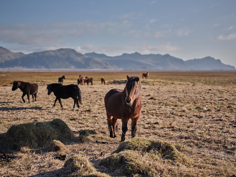 Group of brown Icelandic horses in nature. Photographed in medium format. Copy space.