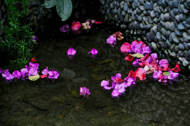 Beautiful bougainvillea flowers