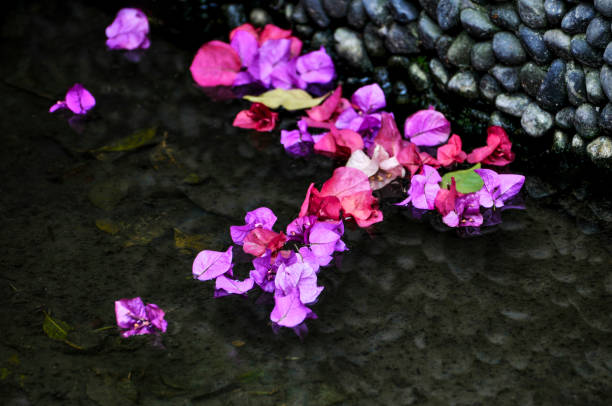 Beautiful bougainvillea flowers