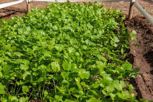 Coriander planting plot healthy food health care concept