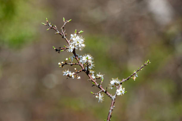 Buds – zdjęcie