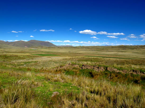 istock Altiplano in Andes, Peru, South America 1916524821