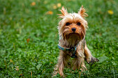 Portrait of a Yorkshire Terrier dog, against a background of grass on a sunny day.