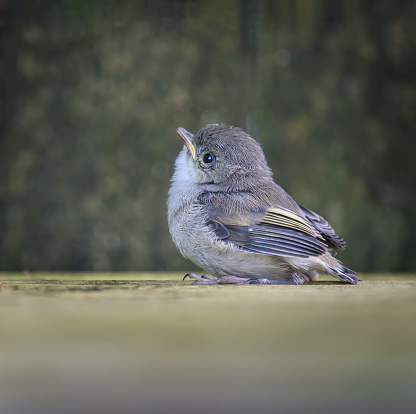 Grey warbler (Riroriro) chick on the backyard deck, looking up and calling for parents.