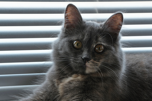 Grey cat is lying windowsill with window with blinds