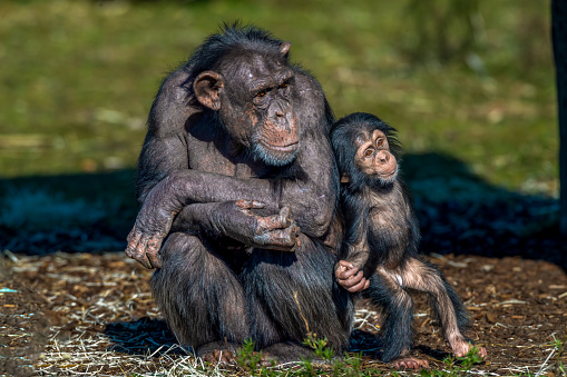 A young chimpanzee with its mother.