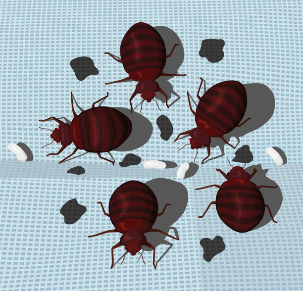 bettwanzenbefall auf blauem stoff. - bedbug insect beetle temperate bedbug stock-grafiken, -clipart, -cartoons und -symbole