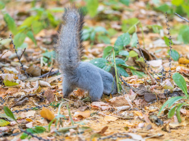 istock Squirrel in autumn hides nuts on the green grass with fallen yellow leaves 1916569012