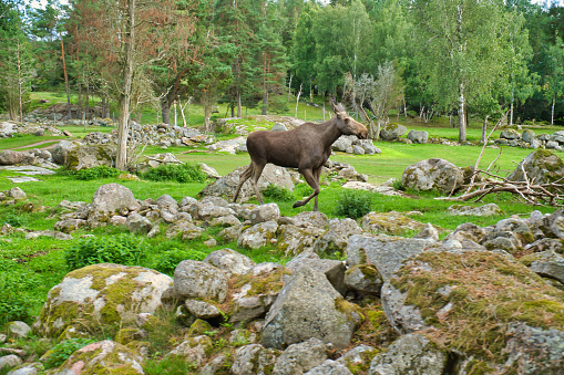 Moose in Scandinavia in the forest between trees and stones. King of the forests in Sweden. Largest mammal in Europe. Animal photo