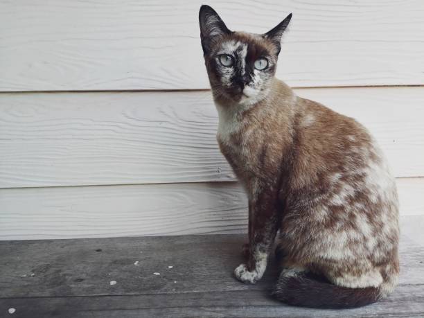 Beautiful of gray cat cute