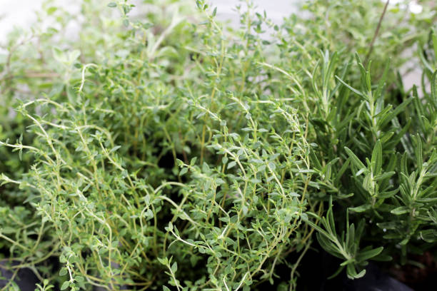 istock Fresh herbs in the garden 1916583912