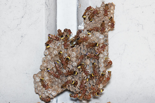 Close-up of a group of wasps on a nest with eggs. Group of wasps nesting.