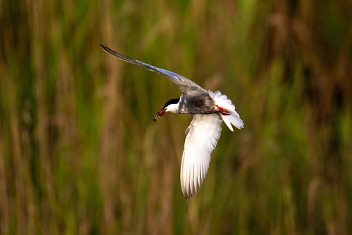 A common tern spreading its wings and eating a crayfish and flying