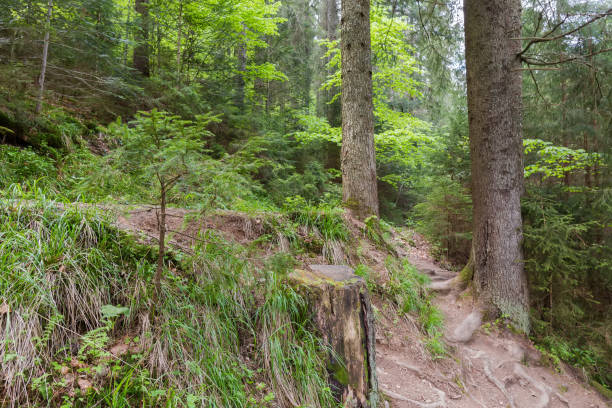 istock Section of forest on mountain slope in spring overcast day 1916608086