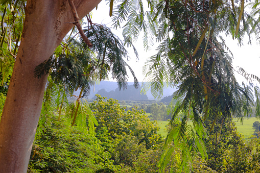 Tropical trees  on hill in landscape at village Pharangmee in Phitsanulok province