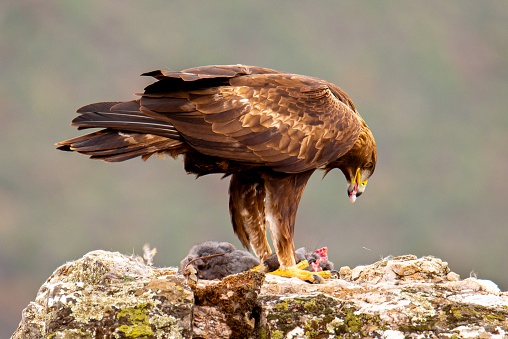 A golden eagle eating a rabbit, surveying the majestic wilderness landscape below