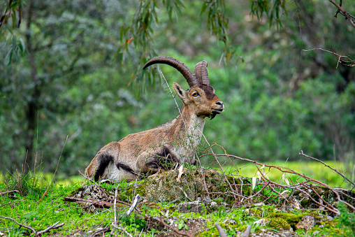 A Pyrenean ibex resting in its natural habitat, framed by foliage and a tree trunk