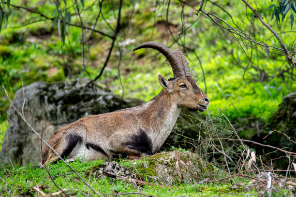 istock Pyrenean ibex peacefully resting in a grassy field with a bushy backdrop 1916608611