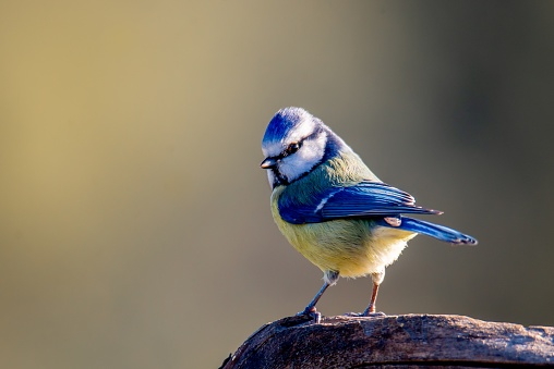 A Eurosian blue tit perched atop a wooden log in a natural outdoor environment