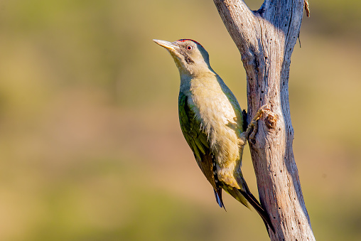 An Iberian green woodpecker perched atop a tree branch in a natural outdoor setting while observing its surroundings