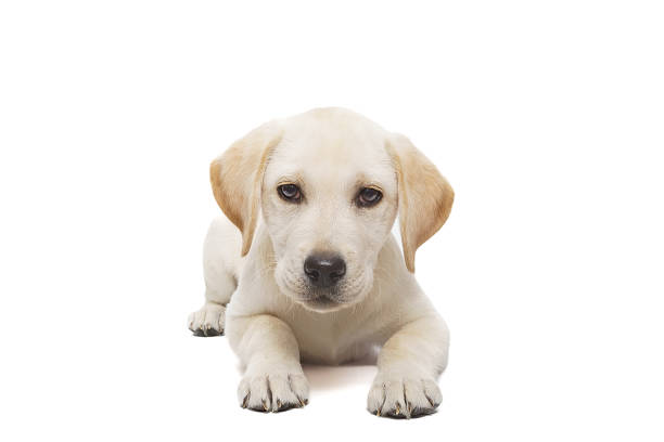istock puppy labrador isolated on white background 1916621837