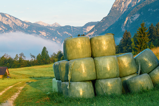 Gathered and wrapped cut grass bales, neatly prepared as animal fodder on a vibrant agricultural farm, selective focus