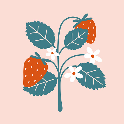 Strawberry bush with berries, leaves, flowers in flat style. Summertime vector illustration for sticker, icon, card, banner, badge. Hand drawn clip art.
