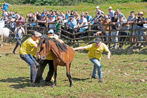 Horses at the rapa das bestas festival, a tradition in Galicia, Spain, the celebration consists of collecting horses from the mountains, putting them to work, shaving them and branding them