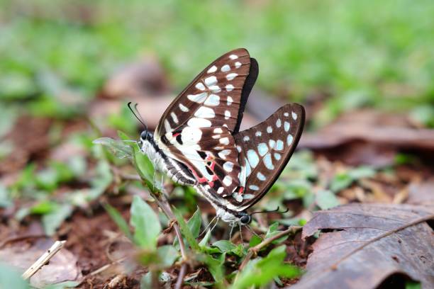 istock Graphium doson, the common jay, is a black, tropical papilionid (swallowtail) butterfly with pale blue semi-transparent central wing bands that are formed by large spots. 1916640633