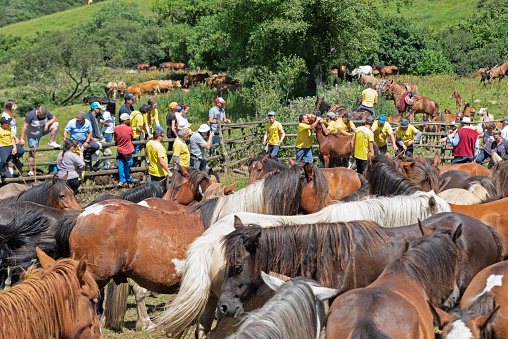Horses at the rapa das bestas festival, a tradition in Galicia, Spain, the celebration consists of collecting horses from the mountains, putting them to work, shaving them and branding them