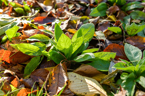 Cool flowers. Flowerbed of Rudbeckia seedlings mulched with thick layer of fallen leaves. Growing winter hardy annuals with the protection of leaves mulch.