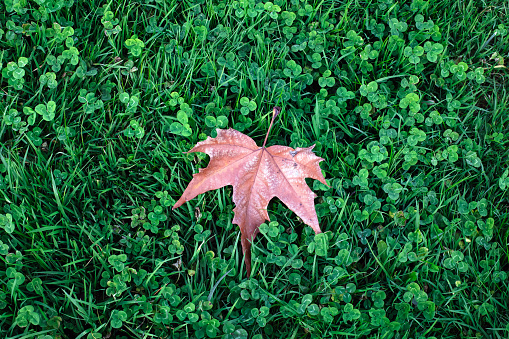 maple leaf on grass