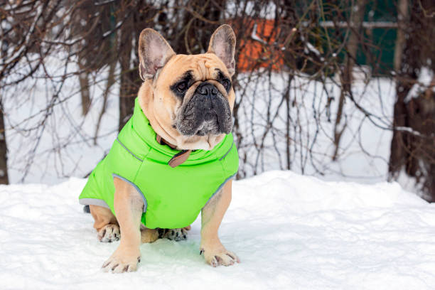 istock A French bulldog walks 1916652073