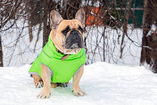 The French Bulldog, is a French breed of companion dog or toy dog.