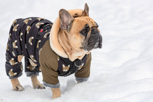 istock A French bulldog walks 1916652832