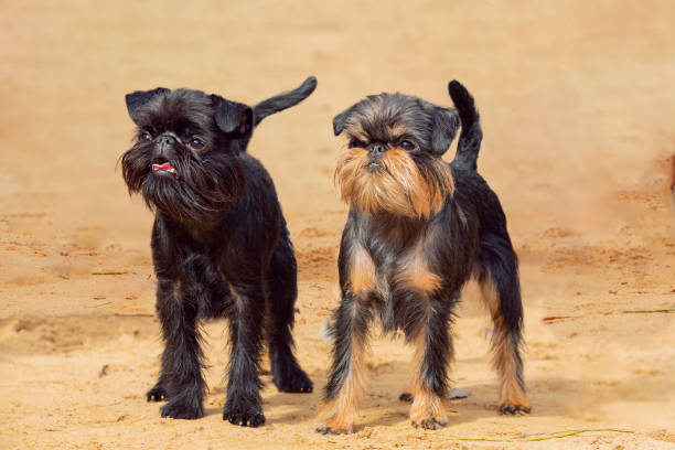 Funny Belgian Griffon dogs playing on the field The Griffon Bruxellois or Brussels Griffon is a breed of toy dog, named for their city of origin of Brussels, Belgium Brussels Griffon (Griffon Bruxellois) stock pictures, royalty-free photos & images